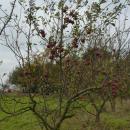 2012 . 10. 31 - Bracholin , widok smakosza cudzych jabłek - panoramio